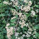 Cotoneaster coriaceus Flower