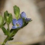 Veronica praecox Other