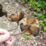 Ungnadia speciosa Fruit