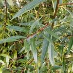 Salix purpurea पत्ता