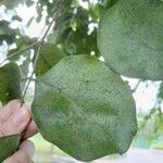 Pterocarpus indicus ഇല