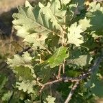 Quercus pubescens पत्ता