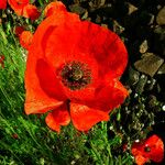 Papaver rhoeas Flor