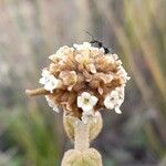 Buddleja aromatica