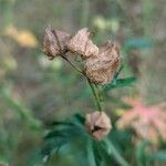 Malva tournefortiana Fruit