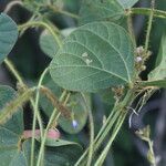 Calopogonium mucunoides Fruit