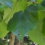 Talipariti tiliaceum Leaf