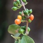 Tricalysia longituba Fruto