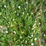 Sagina glabra Flower