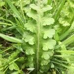 Pedicularis sceptrum-carolinum Leaf