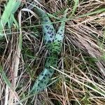 Dactylorhiza fuchsii Leaf