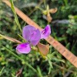 Vigna frutescens Blüte