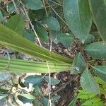 Cyperus alopecuroides Folha