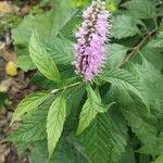 Elsholtzia stauntonii Flower