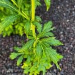 Artemisia lactiflora Blad