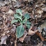 Goodyera pubescens Blatt