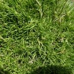 Minuartia laricifolia Leaf