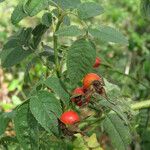 Rosa tomentosa Leaf