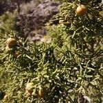 Juniperus phoeniceaFuelha