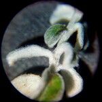 Plecostachys serpyllifolia Leaf