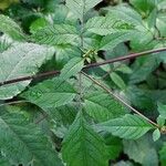 Bidens vulgata Blad