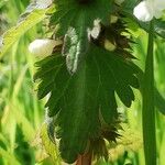 Lamium bifidum Leaf