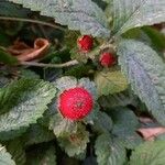 Potentilla indica Fruit