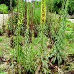 Digitalis ferruginea Hábito