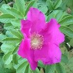 Rosa rugosa Virág