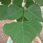 Erythrina caffra Hoja