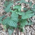 Viola pubescens Hábitos