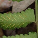 Asplenium macrophlebium Leaf