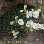 Saxifraga diapensioides Yeri