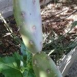 Opuntia elata Blatt