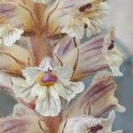Orobanche crenata फूल