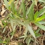 Baccharis salicina Yaprak