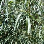 Salix exigua Blatt