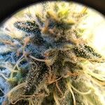 Cannabis sativa Blüte