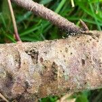 Abies sibirica Escorça