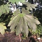 Tetrapanax papyrifer 叶