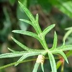 Geranium columbinum Blatt