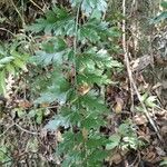 Asplenium aethiopicum Leaf