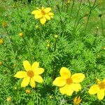Bidens ferulifolia Levél