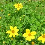 Bidens aurea Blad