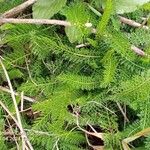 Achillea nobilis পাতা