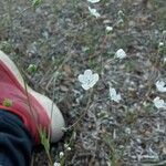 Omphalodes linifolia Цвят