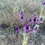 Eryngium leavenworthii ফুল