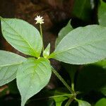 Alternanthera lanceolata Fleur