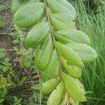 Psorospermum febrifugum Blad