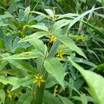 Lysimachia quadrifolia Blüte